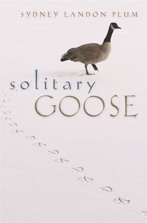 Solitary Goose