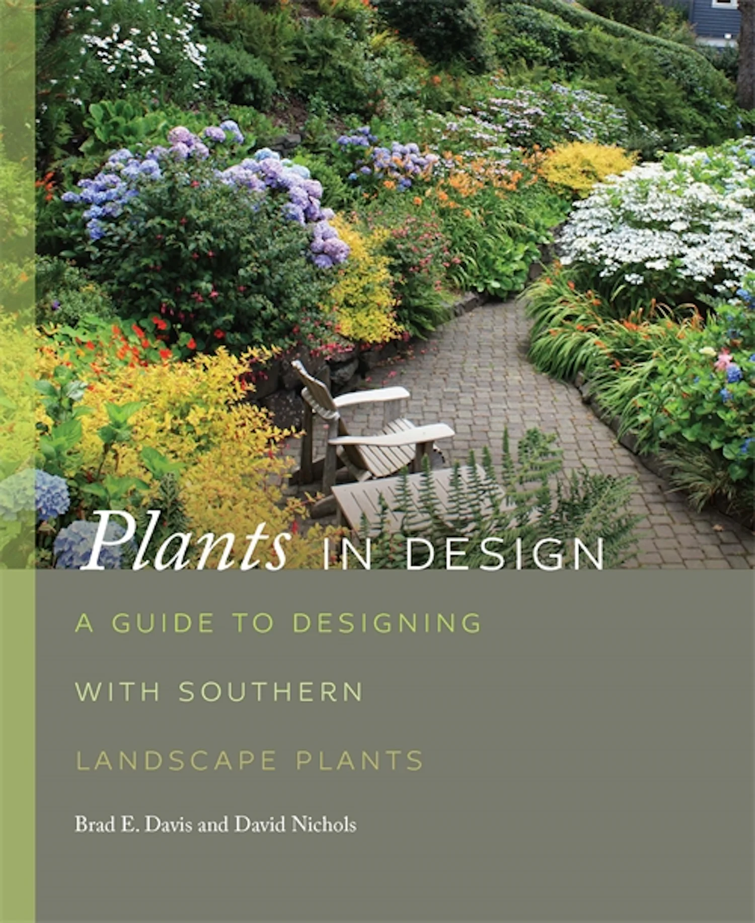 curling spider plant Chlorophytum comosum | Bonnie, Spider Plant