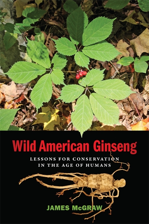 north american ginseng plant